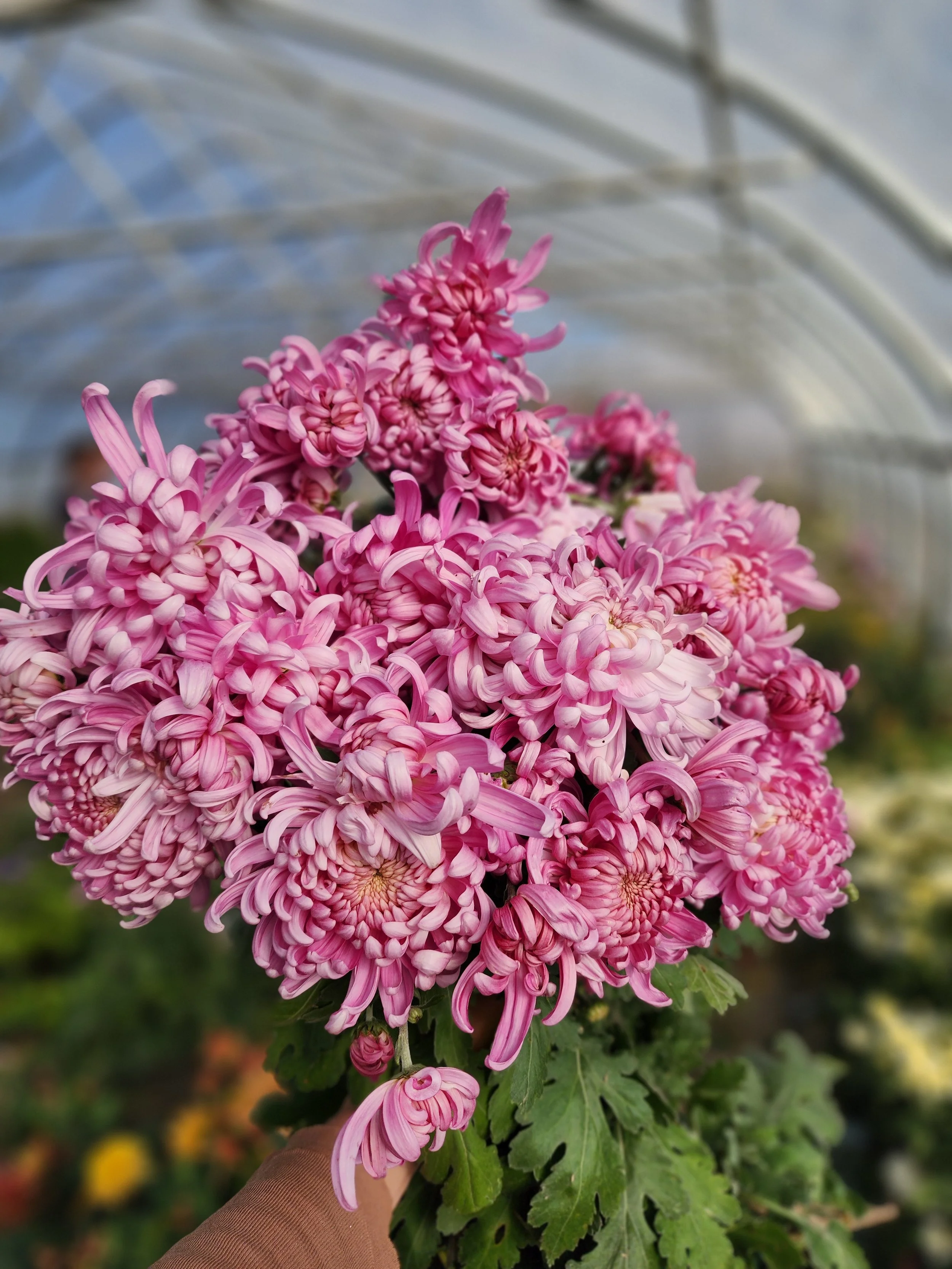 Kelvin Mandarin Heirloom Chrysanthemum Rooted Cutting — Goose